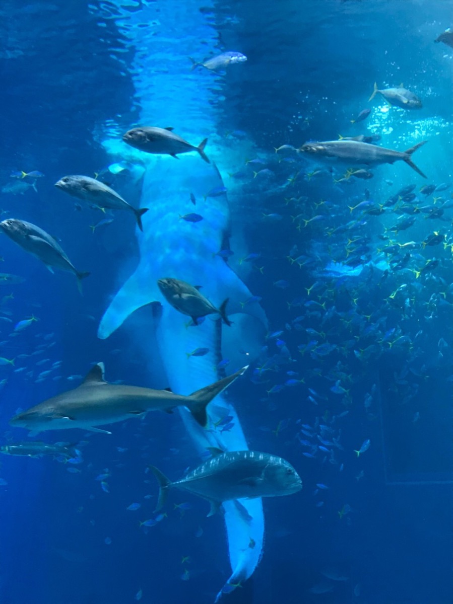 美ら海水族館でジンベイザメを撮影